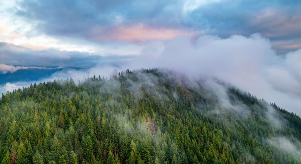 Fog covers an evergreen forest at sunrise in British Columbia